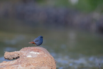 Luzon Redstart Resting on Driftwood by the River