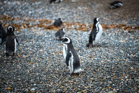 Magellanic penguins on the island Isla Martillo in Ushuaia, Argentina