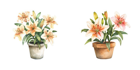 lily flowers on pot watercolor vector illustration