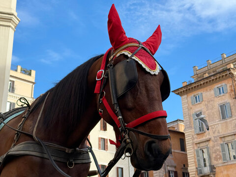 A horse in blinders in Rome, Italy.