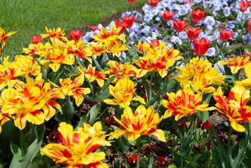Vibrant spring flowerbed filled with yellow-red tulips and soft blue pansies under bright sunlight, creating a colorful and cheerful garden scene.
