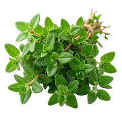 Fototapeta premium A close-up view of fresh thyme herb sprigs against a solid black background.