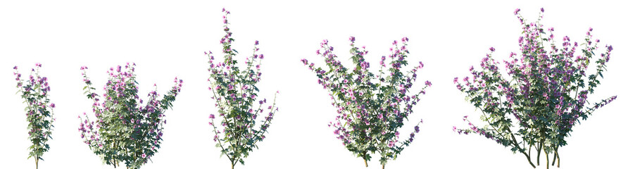 Set of Lavatera cashmeriana (also known as Kashmir mallow) flowering frontal isolated png on a transparent background perfectly cutout high resolution