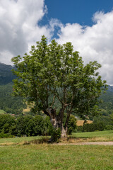 Arbre au milieu d'une prairie alpine