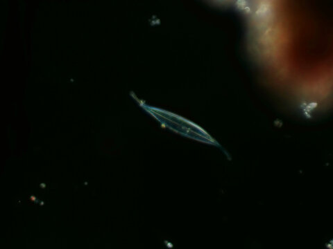 Gyrosigma fasciola diatom under darkfield microscope at 20x 0.50 NA &ndash; elongated naviculoid valve with high-contrast silica frustule detail