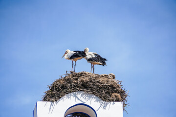 stork in the nest