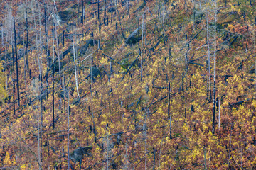fireplaces in the saxony switzerland from the forest fire 2022 with new small birches during autumn season