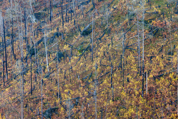 fireplaces in the saxony switzerland from the forest fire 2022 with new small birches during autumn season