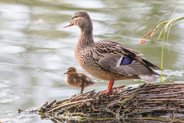 duck on the water