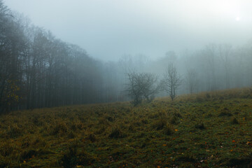 moody field in the forest autumn fog cloudy cloud moody cold
