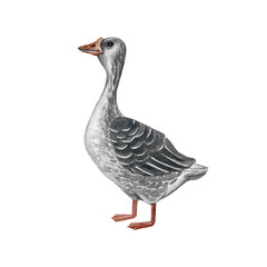Goose. Hand-drawn watercolor illustration. Color image. Design element for packaging, labels, and banners. Also suitable for books, postcards, and games.