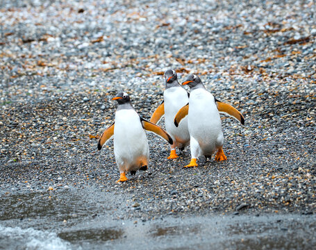 Gentoo penguins on the island Isla Martillo in Ushuaia, Argentina in Tierra del Fuego of Patagonia
