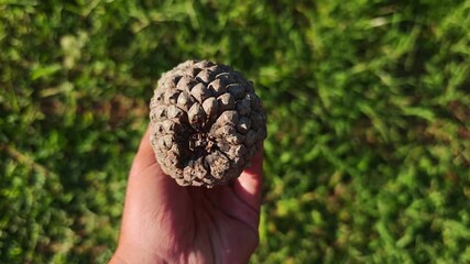 Large dried pine cone held and gently turned in hand to reveal detailed woody texture against a soft, blurred green grass background, evoking outdoor botanical study