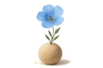 Blue flax flower minimalist composition, flowering plant stem with green leaves in round beige vase, transparent background