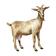 A goat standing in profile. Hand-drawn watercolor illustration. Perfect for dairy farms or agricultural projects. Also suitable for labels, packaging, banners, and more.