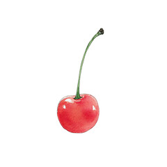 Watercolor drawing of red cherry isolated on transparent background clipart