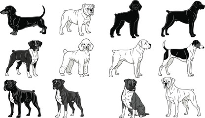 Vector collection of diverse dog breeds including dachshund, bulldog, poodle, and boxer, isolated black and white illustrations set.