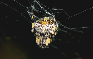 Spider in Web

