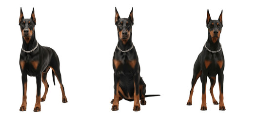 Doberman Pinscher Dog Breed Purebred Working Group Guard Dog Isolated