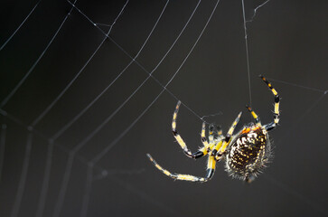 Bottom Right Composition of Spider in Web
