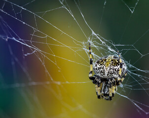 Yellow and Black Spider on Colorful Background

