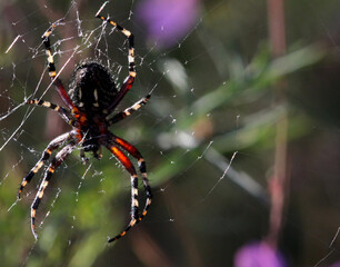 Spider Viewed from Below Through Complex Web

