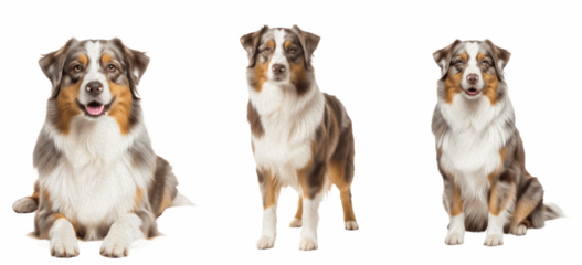 Australian Shepherd Dog Breed Purebred Herding Group Working Dog Isolated