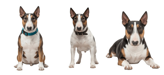 Bull Terrier Dog Breed Purebred Companion Pet Isolated