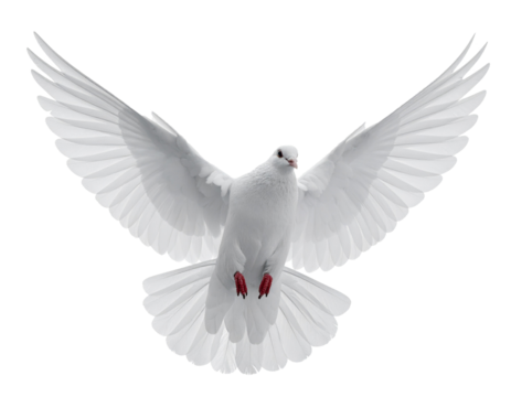 Weiße fliegende Taube isoliert auf weißem Hintergrund – Freisteller / Transparent