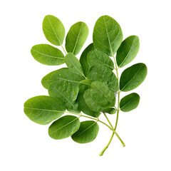 Obraz premium Green moringa leaves herbal medicine supplements on transparent background