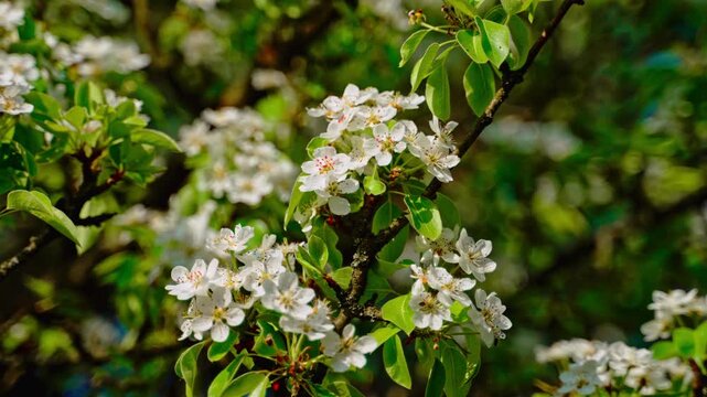 White pear flowers with pink stamens and glossy green leaves. Blurred background enhances foreground detail. Close up.