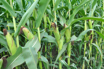 A cob grows on a young corn stalk © orestligetka