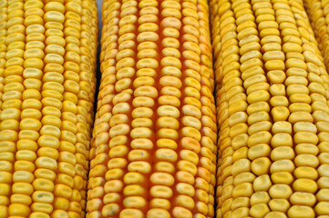 Corn cob close up