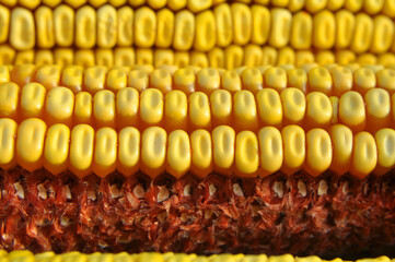 Corn cob close up