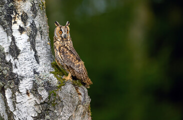 Long eared owl ( Asio otus ) close up