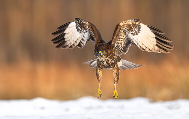 Common buzzard bird ( Buteo buteo )
