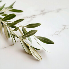 Olive branch with a fresh mood on a marble background