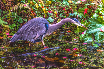 Colorful Autumn Pond Great Blue Heron Arboretum Seattle Washiington