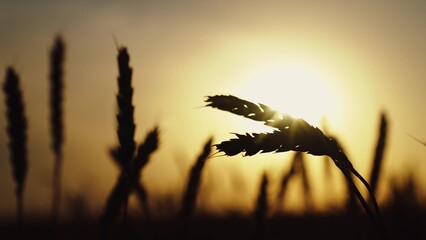 Obraz premium Golden ears of grain slowly sway in wind closeup. Agricultural industry. Yellow wheat field, ears of wheat swaying in wind. Ripe wheat harvest. Growing grain. Ripening wheat field, summer. Silhouette