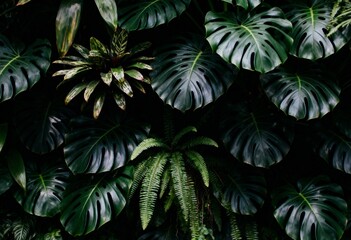 Dense arrangement of lush tropical foliage featuring large monstera leaves and ferns in deep green tones. The scene evokes a jungle atmosphere and natural tranquility.
