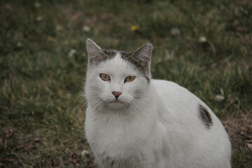 Cats waiting for food in a park in Tehran
