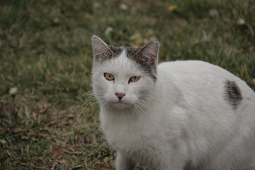 Cats waiting for food in a park in Tehran