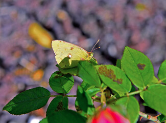Colias croceus, clouded yellow, is a small butterfly of the family Pieridae
