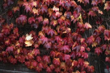 autumn leaves background