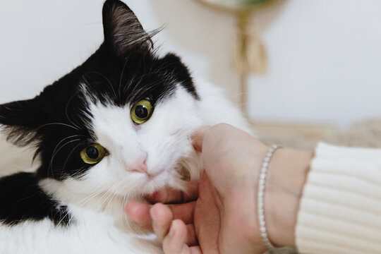 A girl pets a domestic long-haired cat with green eyes.
