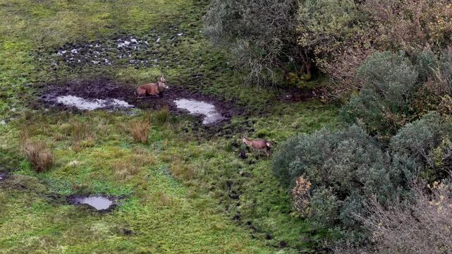 Red deer stag is wallowing in the mud during the rut in County Donegal, Ireland