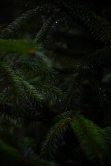 close-up of evergreen tree branches © Whitney