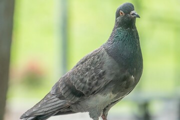 A gray and white pigeon in repose, off to the side, against a muted background Possibly resting on a balcony or ledge No human presence Realistic, naturalistic style