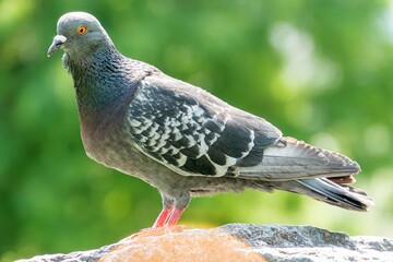 Pigeon on a gray-white, possibly ledge or wall, facing right, with a prominent red foot Soft natural daylight lighting Blurred green vegetation background Naturalistic style focusing on the birds