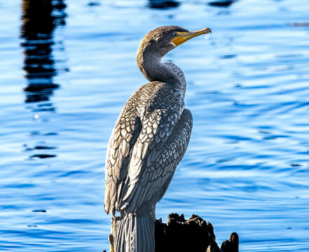 Large Double Crested Comorant Juanita Bay Park Lake Kirkland Washiington